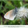 coenonympha symphyta  didi abuli male 1